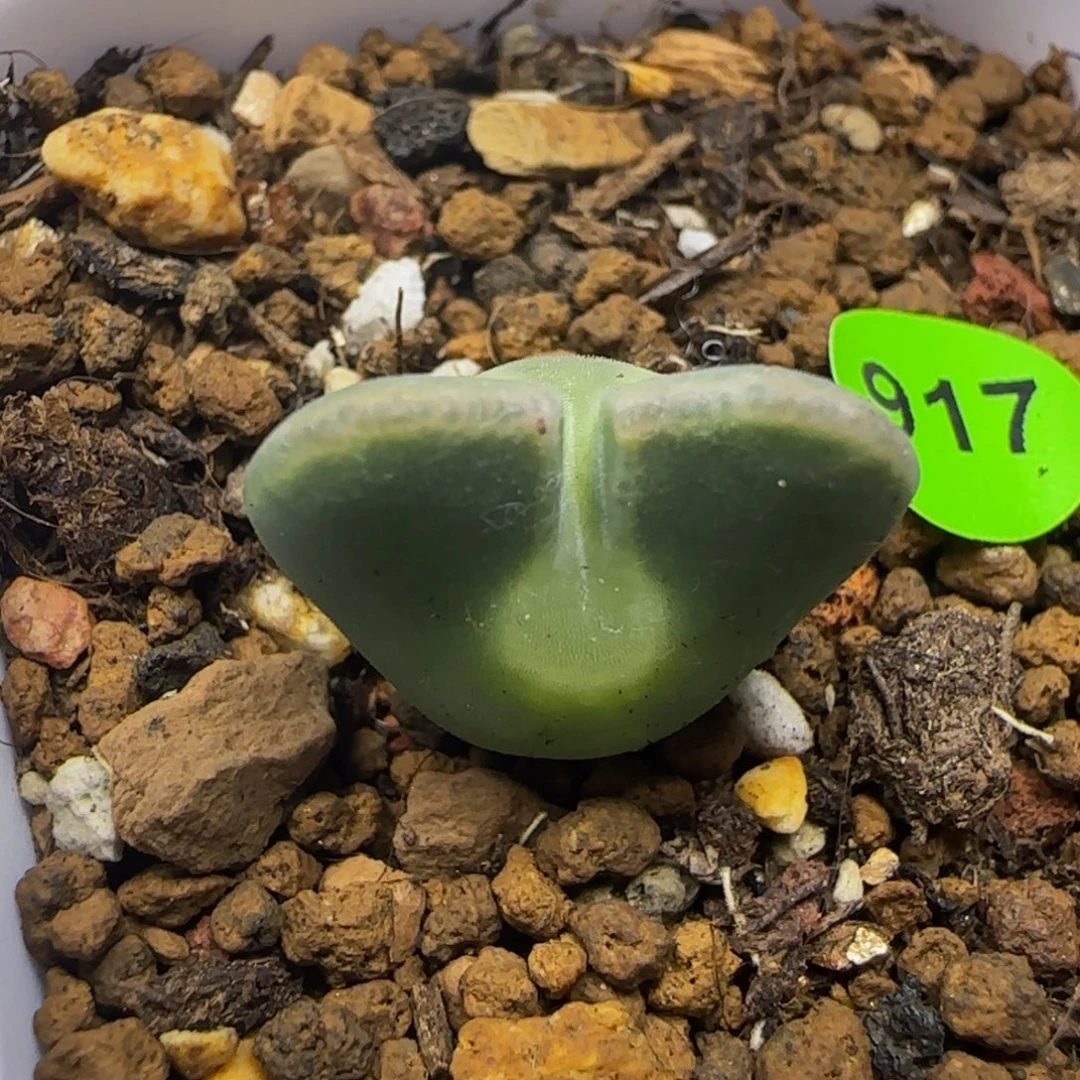 大眼睛空蝉1.7+多肉植物917