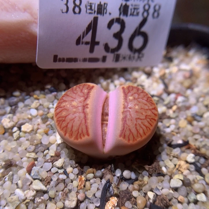 sss精品生石花436