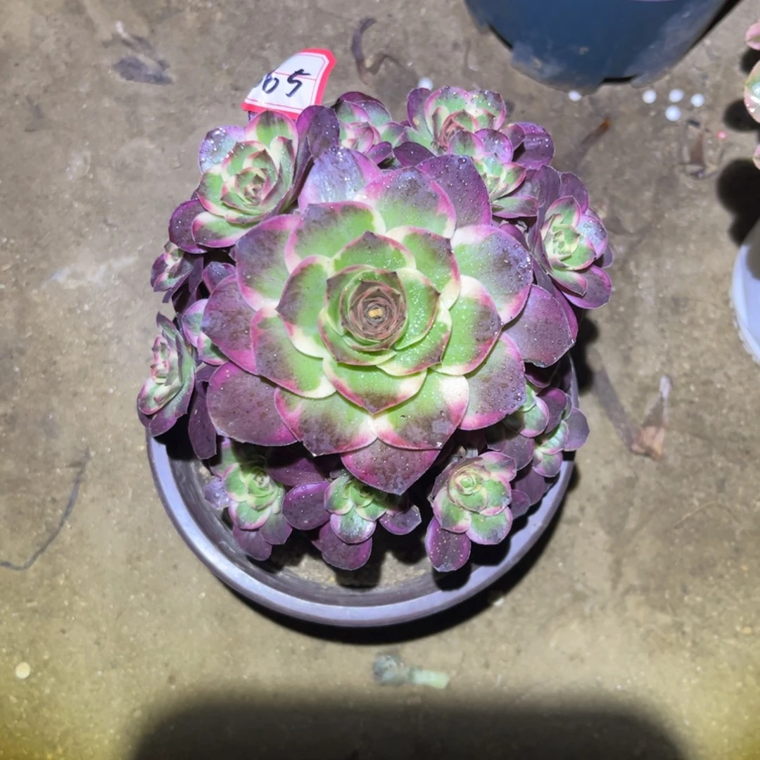 665多肉植物纳福法师