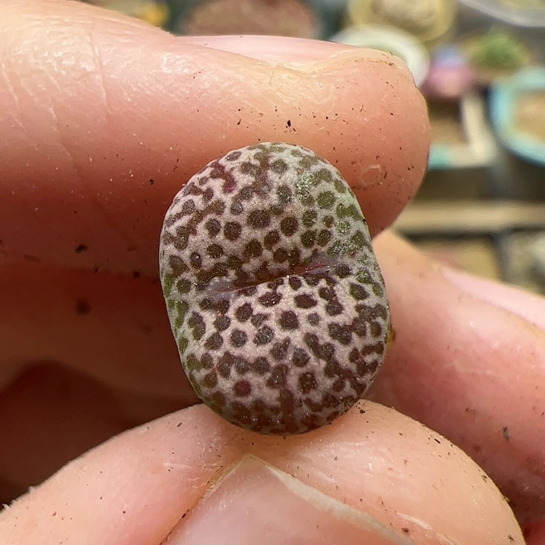 【闪购商品】343豹鸟