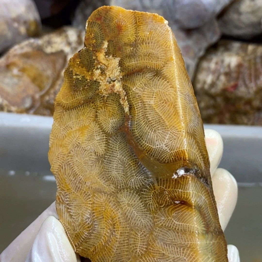 【闪购商品】硅化玉珊瑚玉未镶嵌