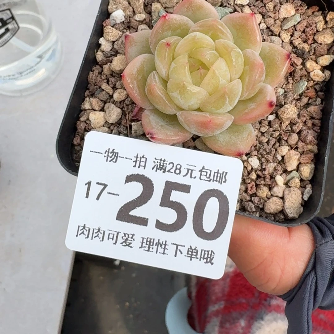 流萤无盆土发货无