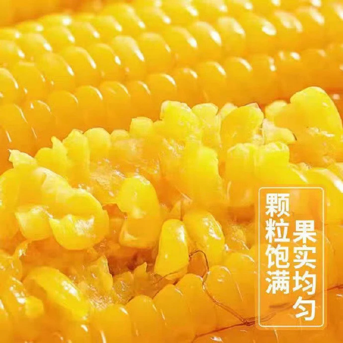 2025年新玉米黄糯玉米透明包装整箱8-9斤12根每支300克（试吃4支）