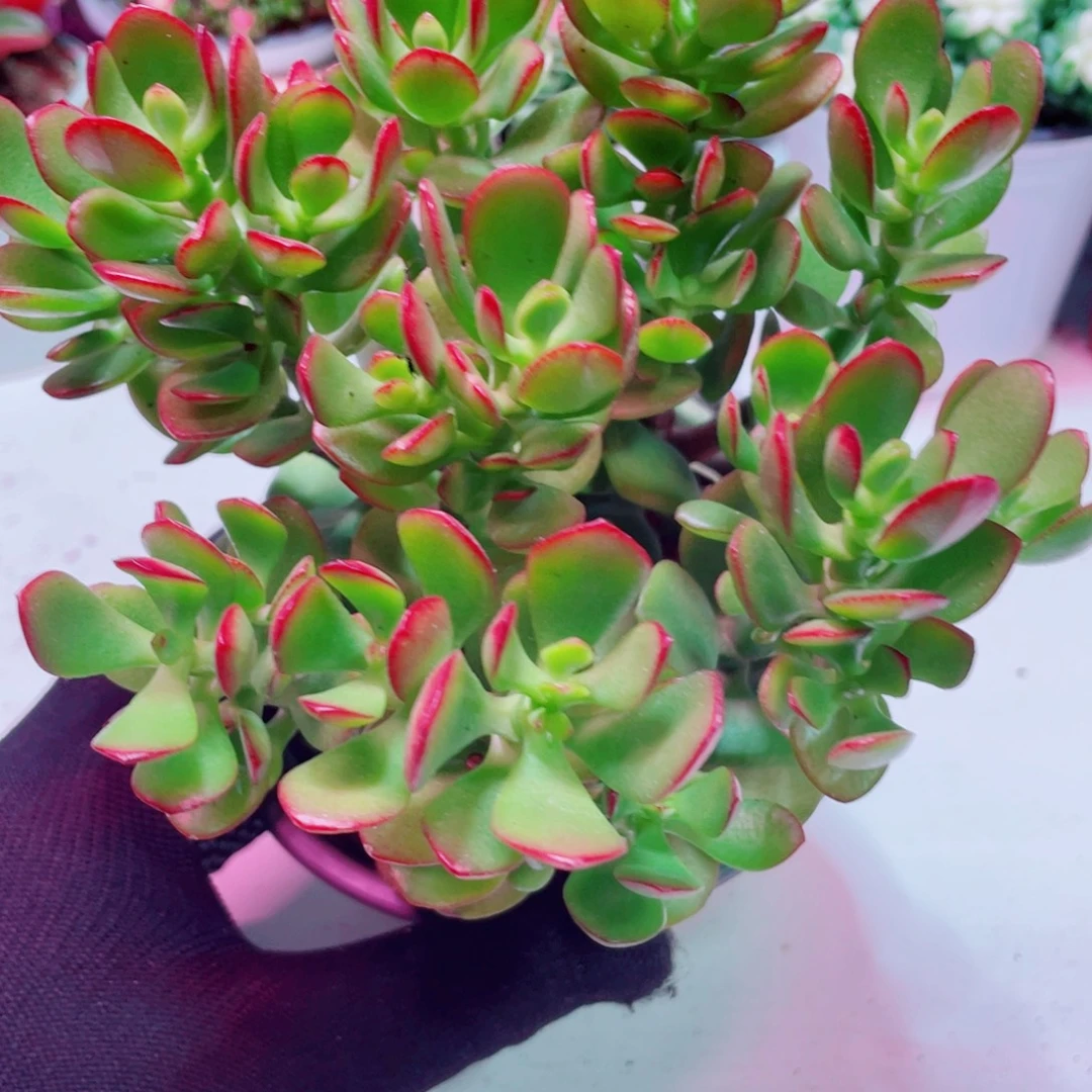 老桩姬红花月全店凑满9.9包邮