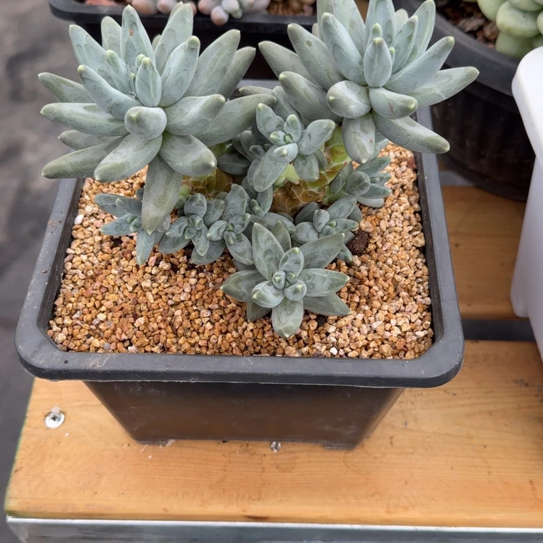 風雨美人多肉植物00000