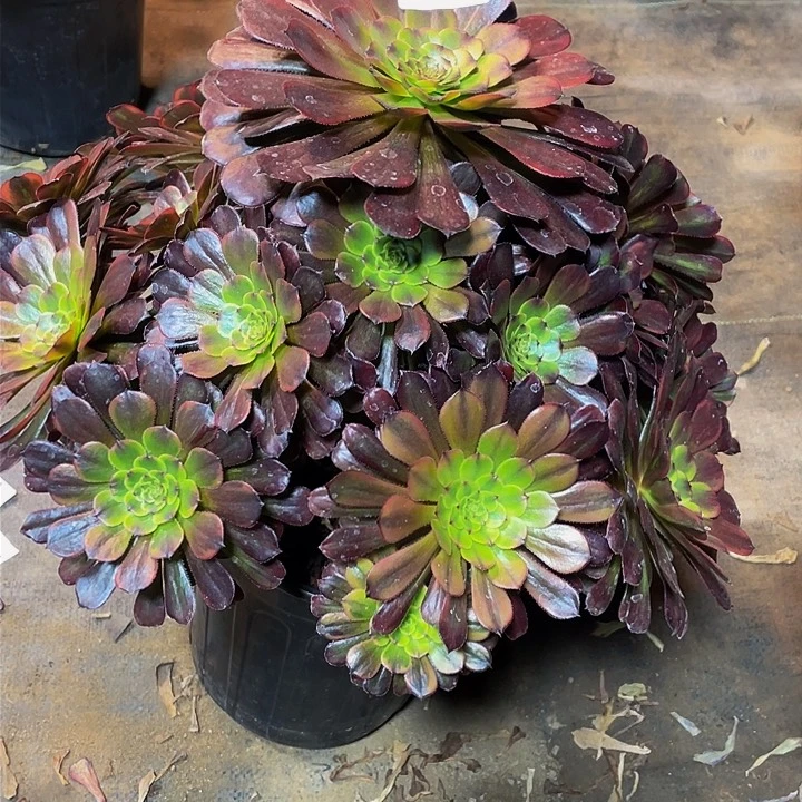 G*权多肉法师41号萝莉超黄錦发货