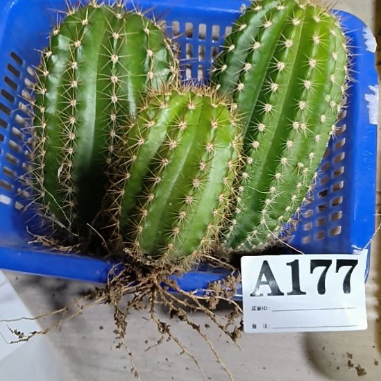 当前无花栽培后可以开花a177