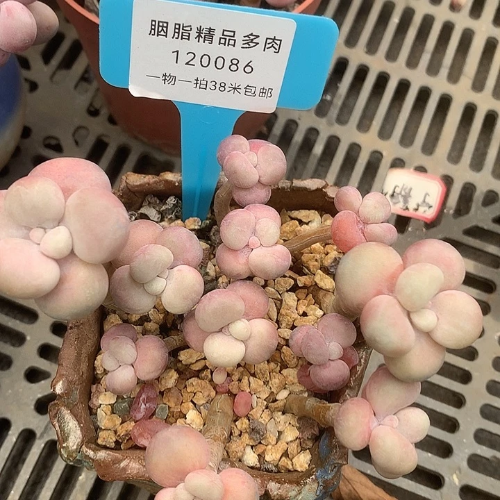 120086，薄涂去啦酷兔兔