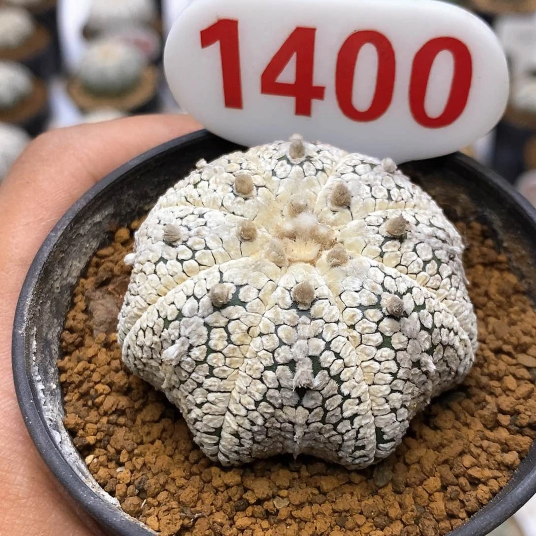 1400福利特价咯福利