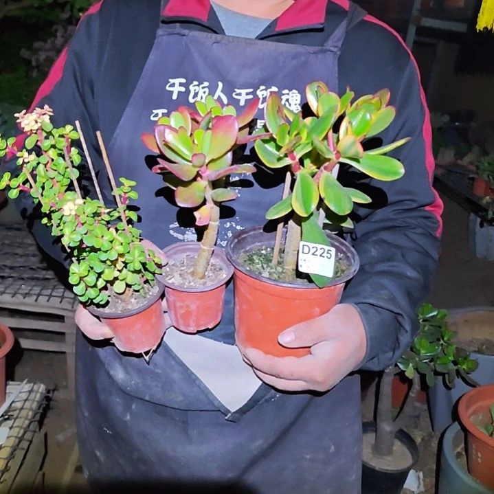 潮***店三棵不同品种花月225