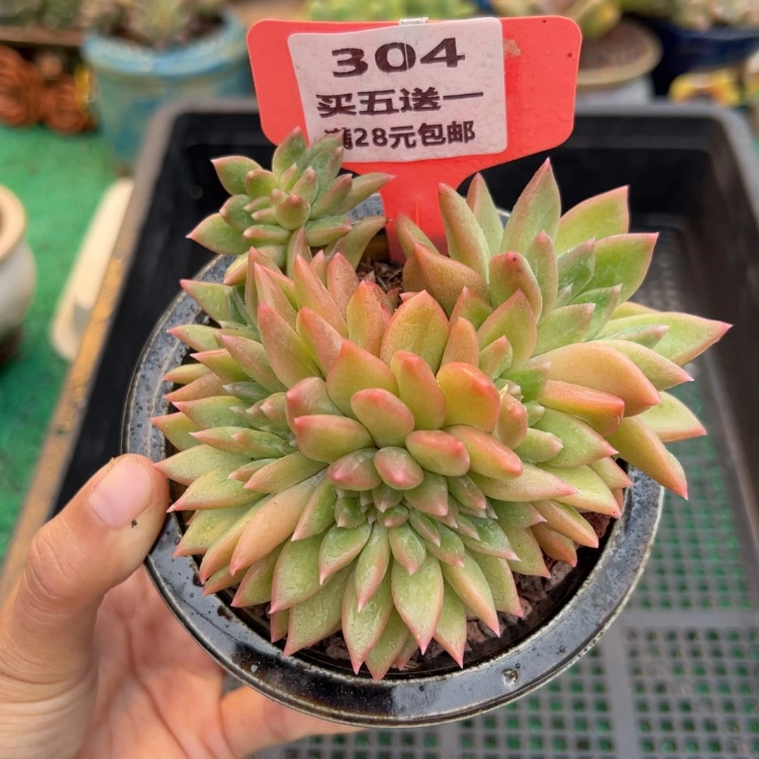 表妹精品多肉植物304.