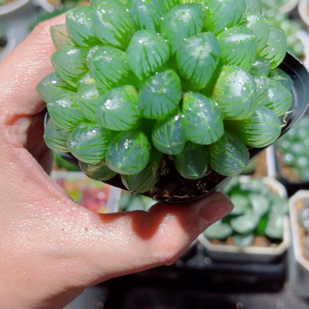 【闪购商品】双头OM
