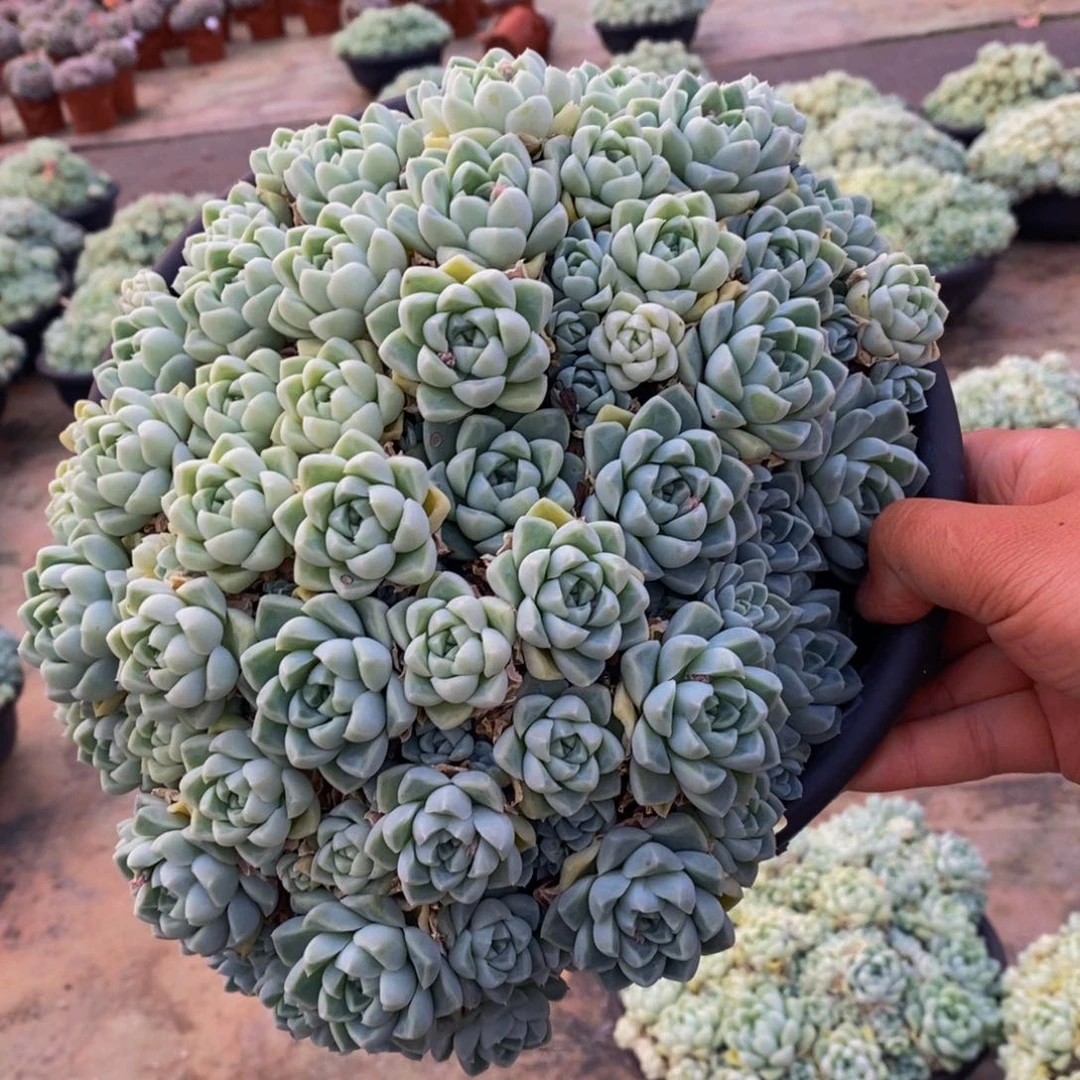 厚叶月影超大盆多肉