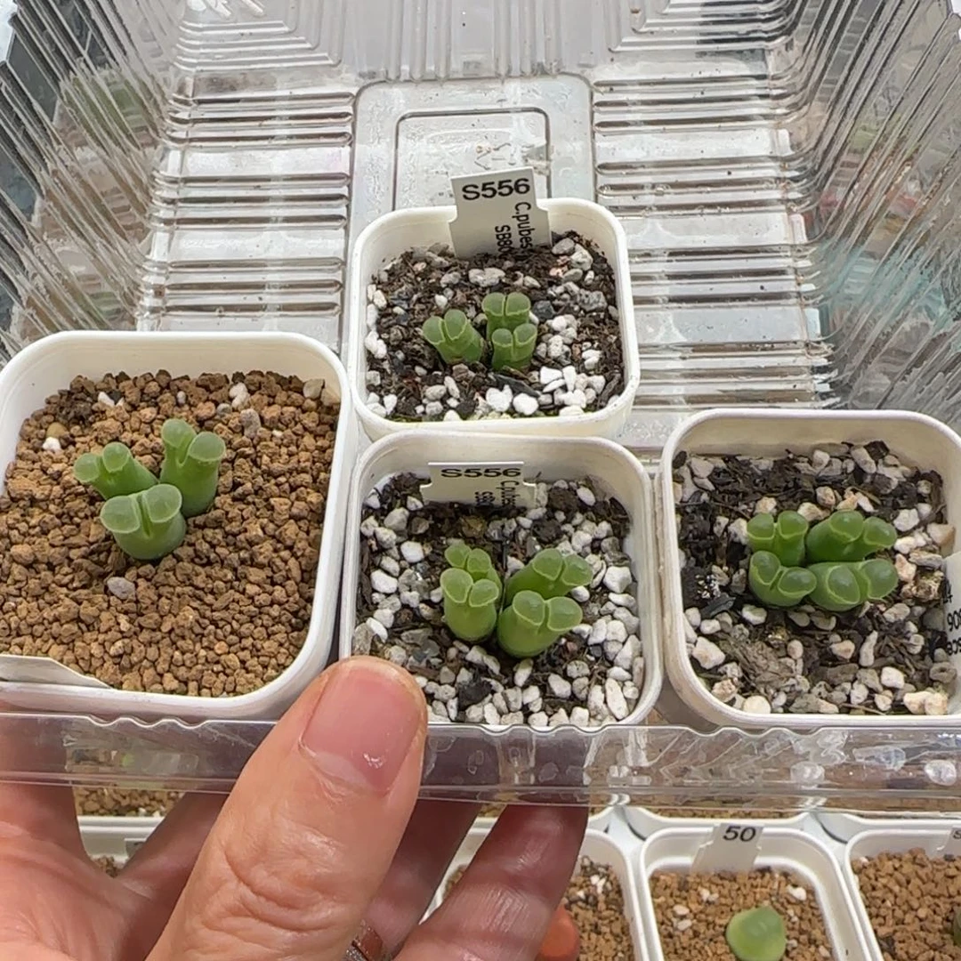 、****肉锥多肉植物组合-1367