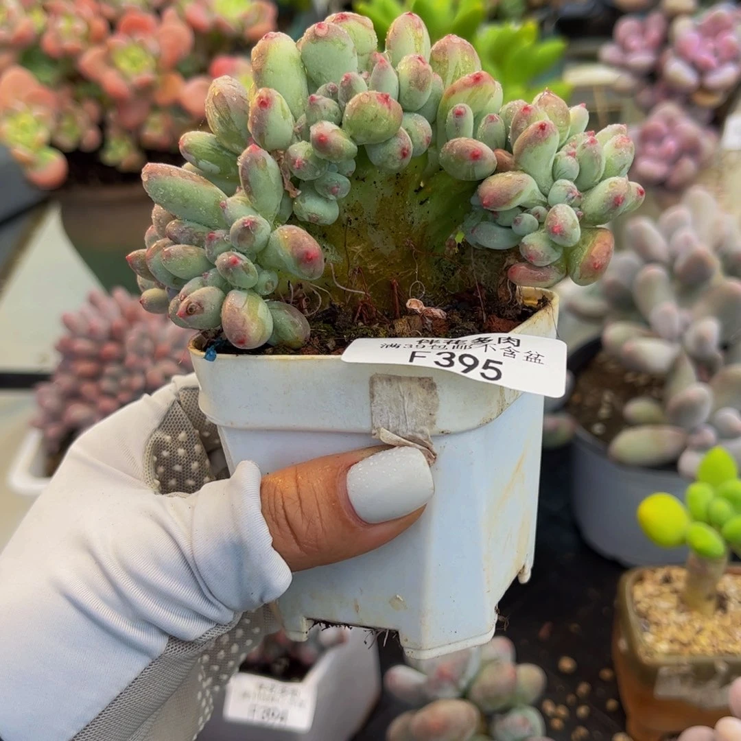 395-苹果奶缀化多肉8cm