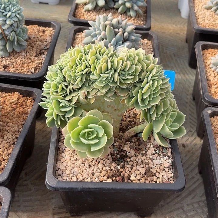 温馨专拍鸡腿星纳塔树缀寄养