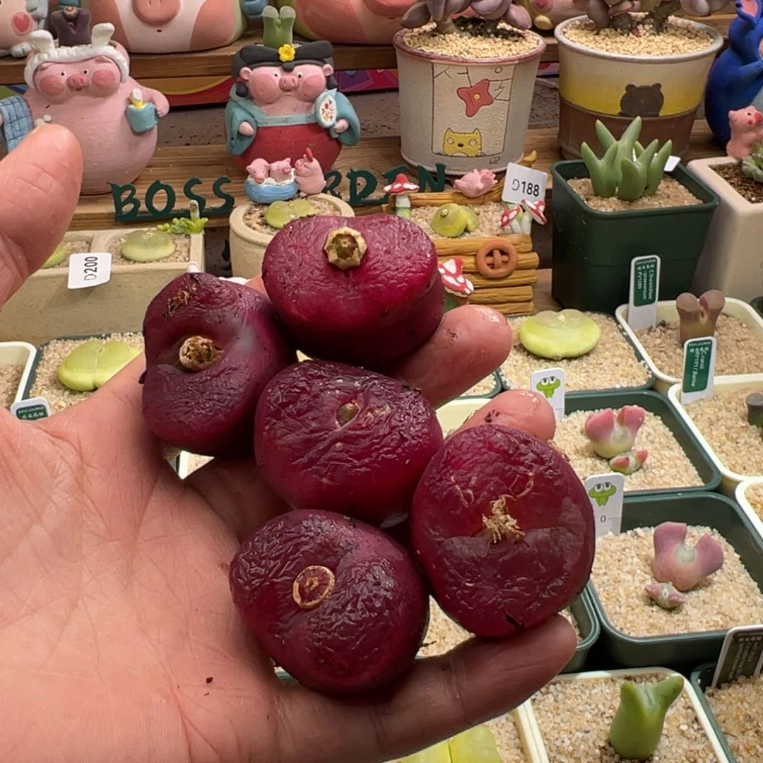 353。3+紫红体超毛奶奶。单颗