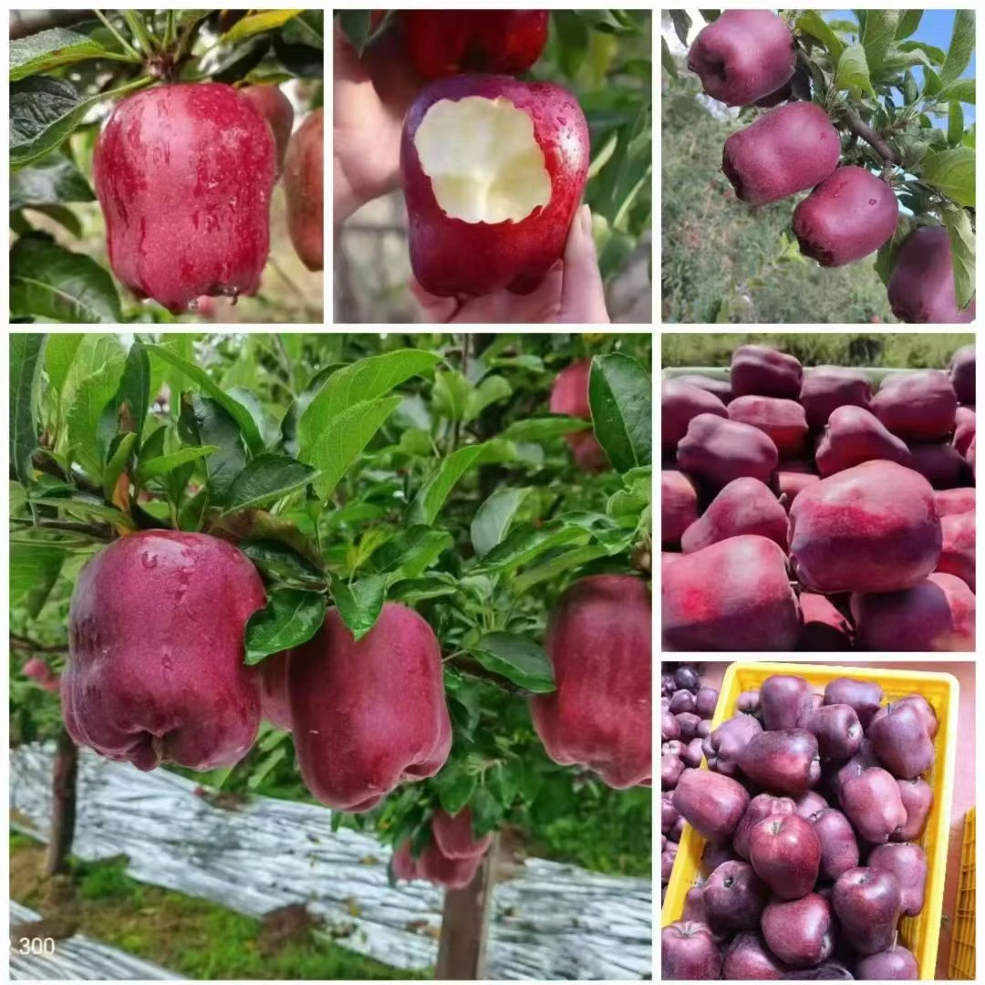 甘肃天水花牛苹果