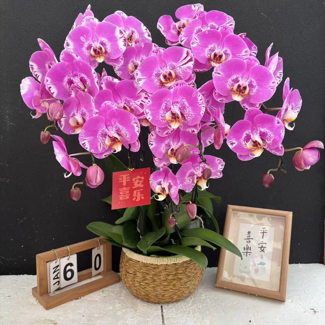 （藏宝图）超大花型蝴蝶兰高端精美艺术鲜花组盆花卉