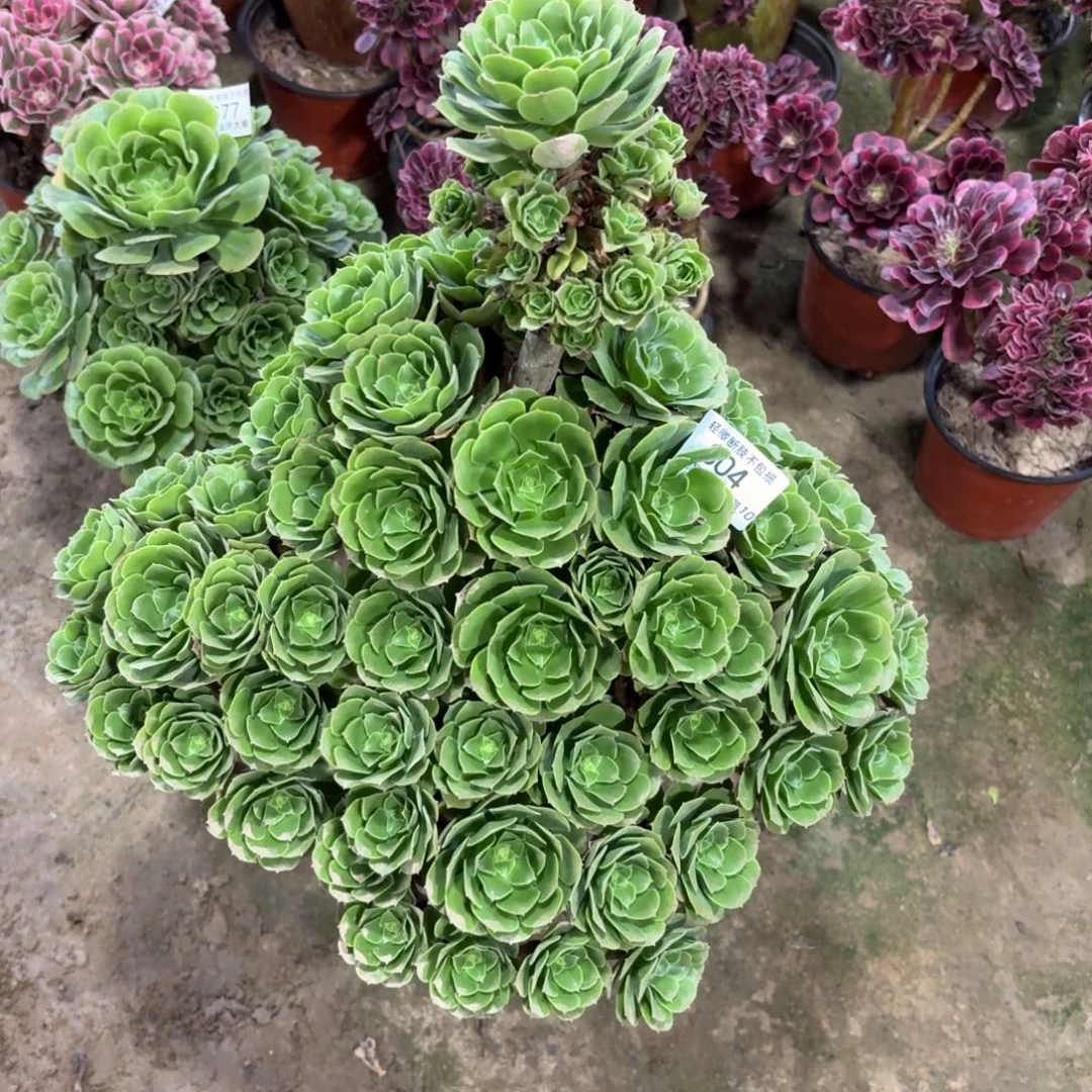 老***辛904绿羊绒多肉植物法师