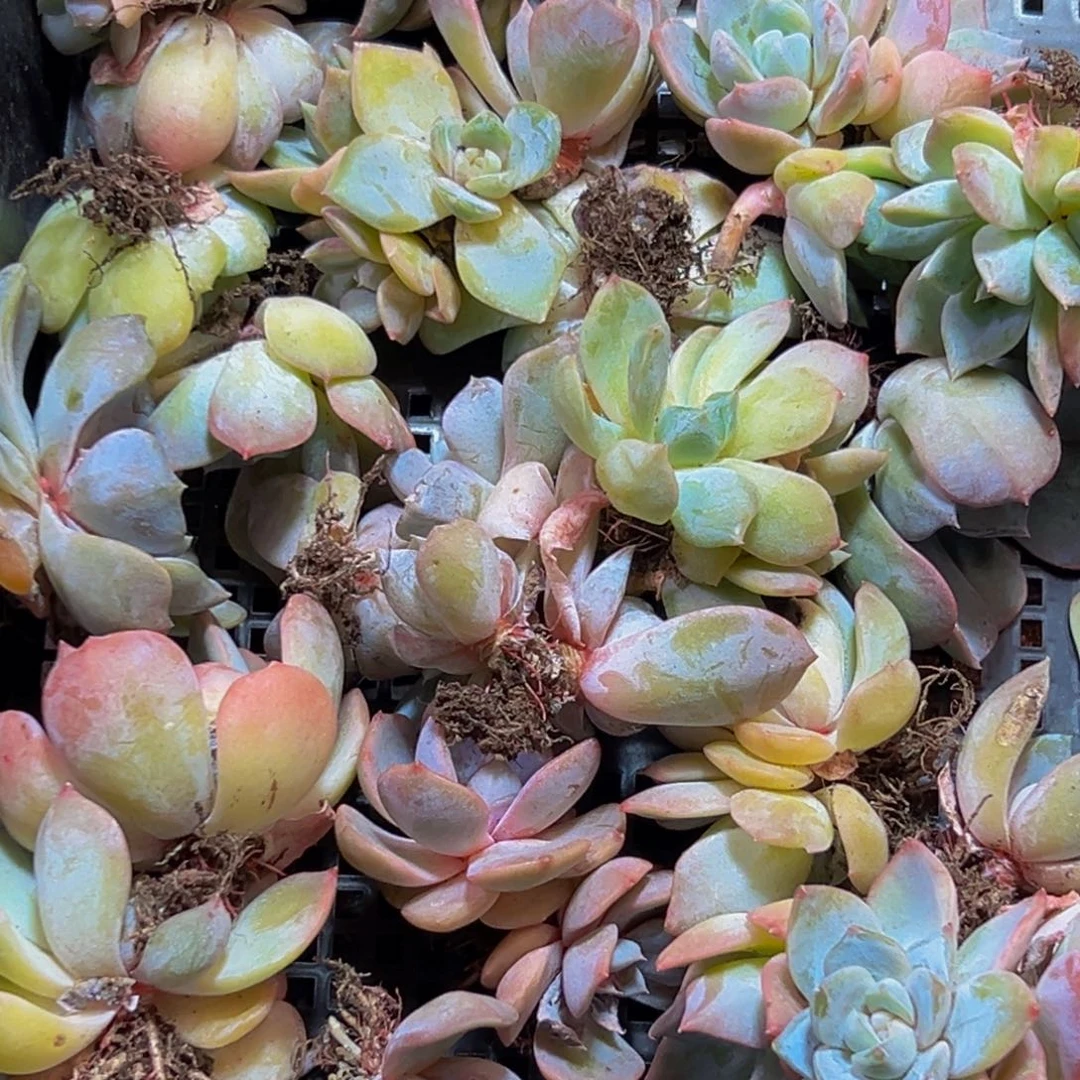 561多肉葡萄的价格是