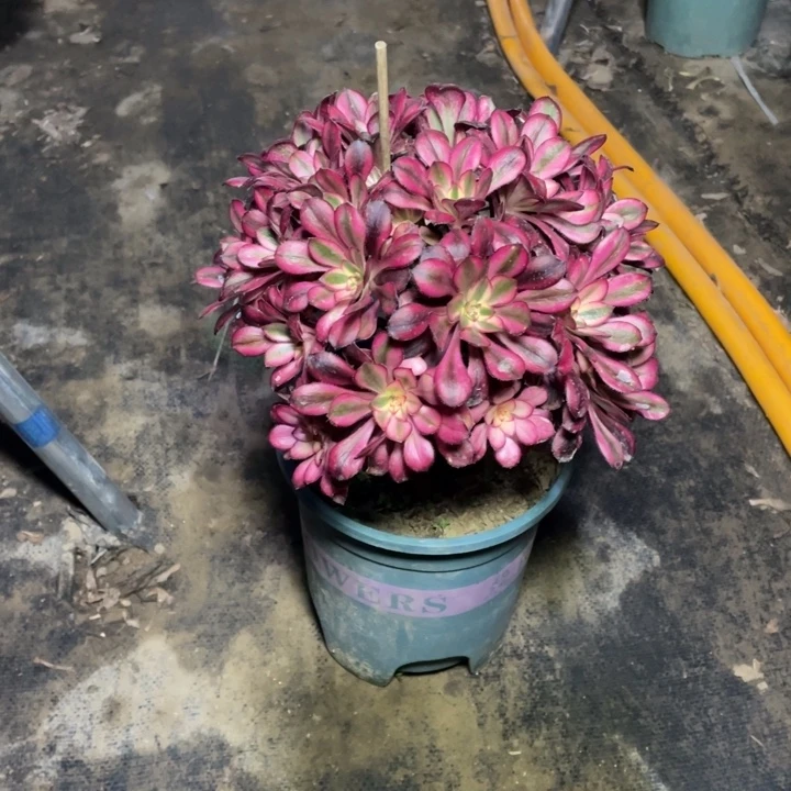 57香奈儿多肉植物多肉多肉多肉