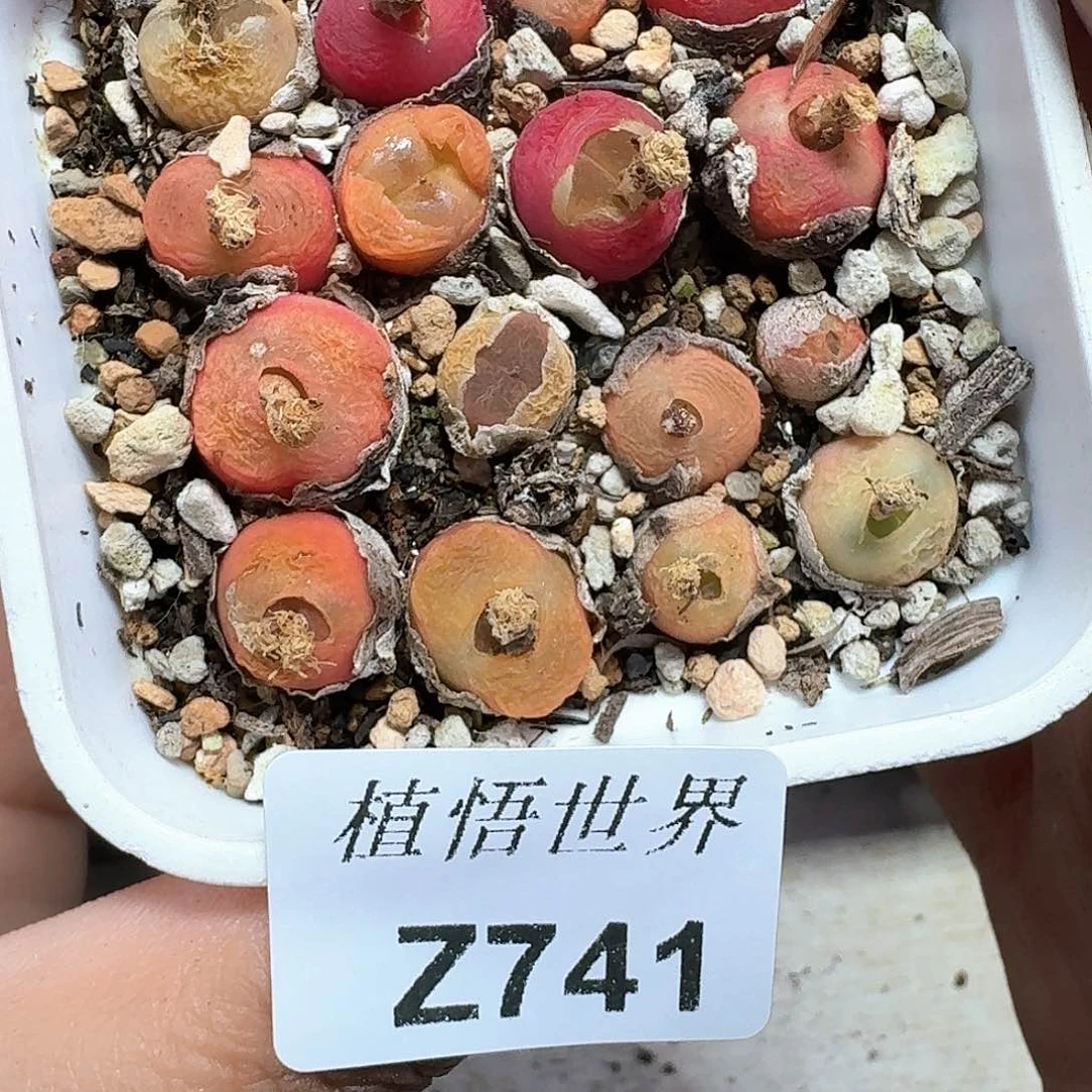 多肉植物的润泽额vh h