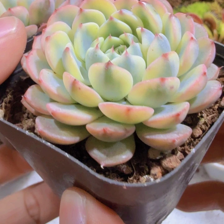 姬莲锦六五盆一颗