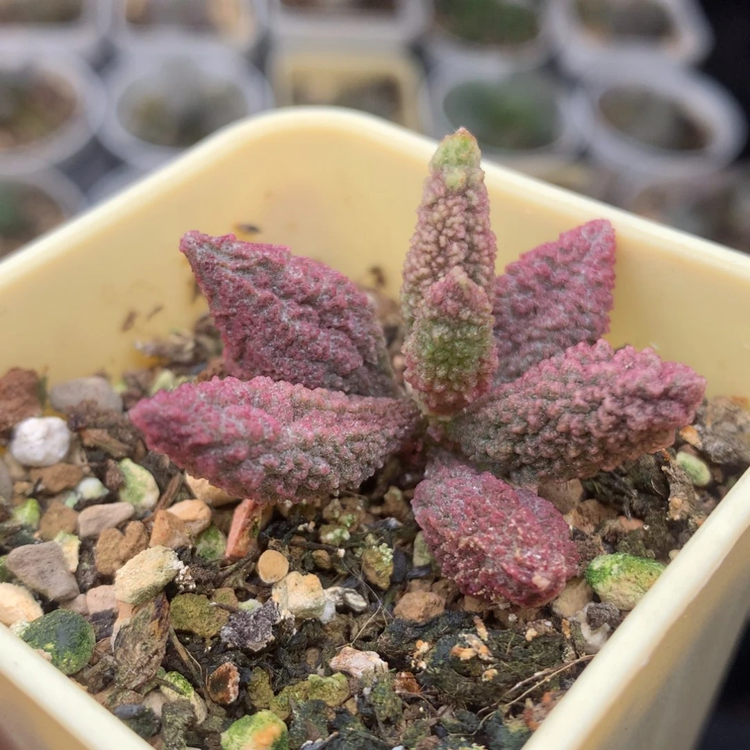 实生水泡 一物一拍