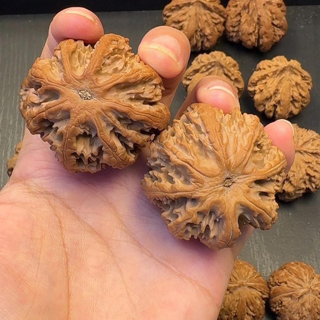 用***5核桃突突突突突突突突突突