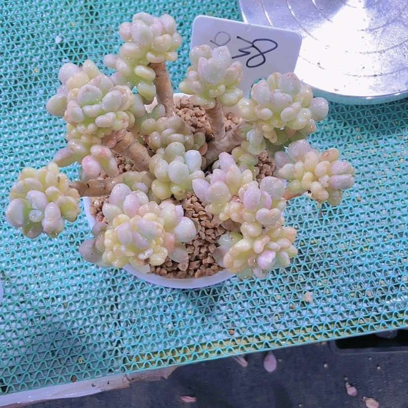 【闪购商品】安*838