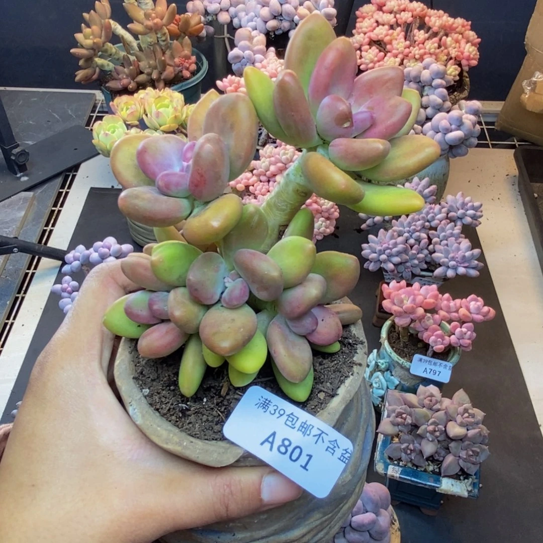 801芒果奶多肉9c m