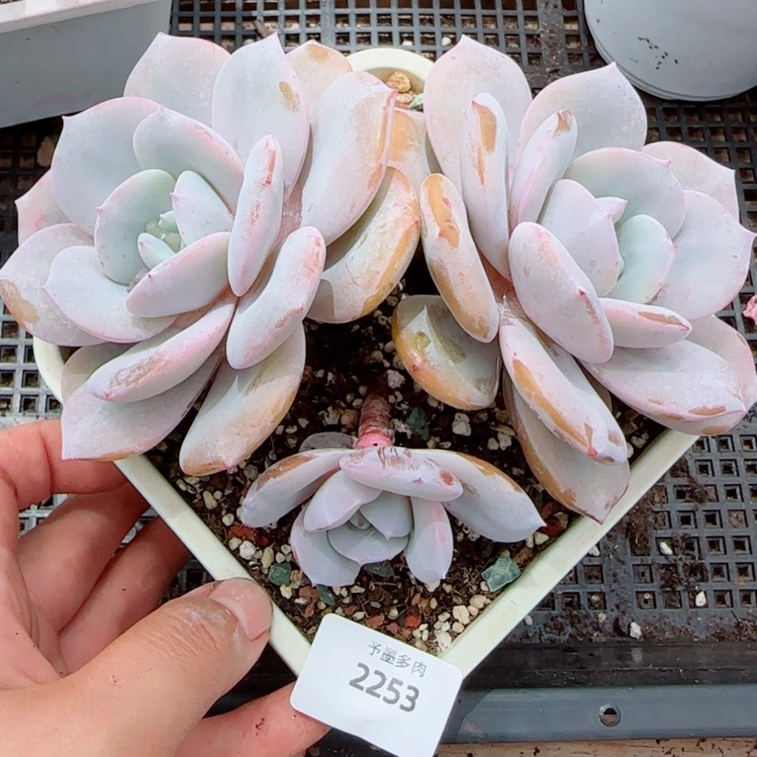 奶茶，2253多肉植物