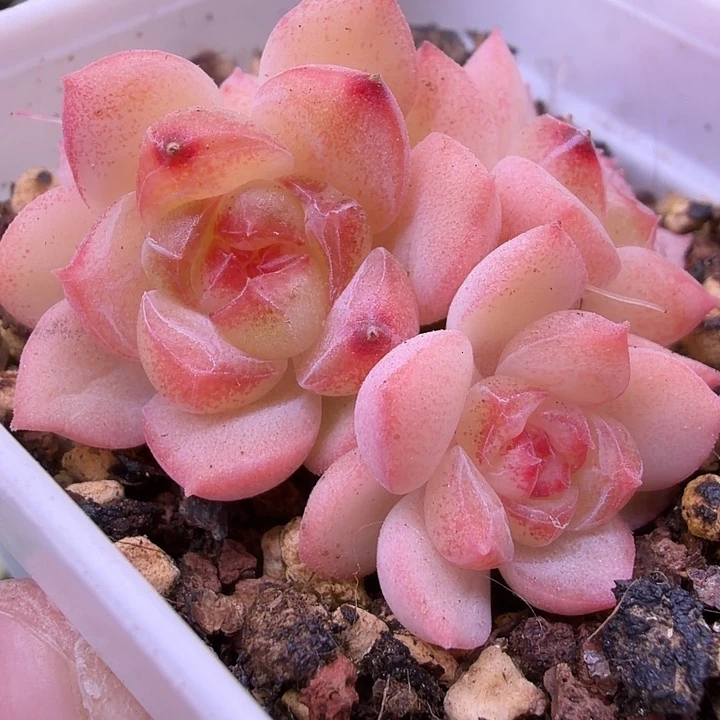 没名字糖心5头5公分盆