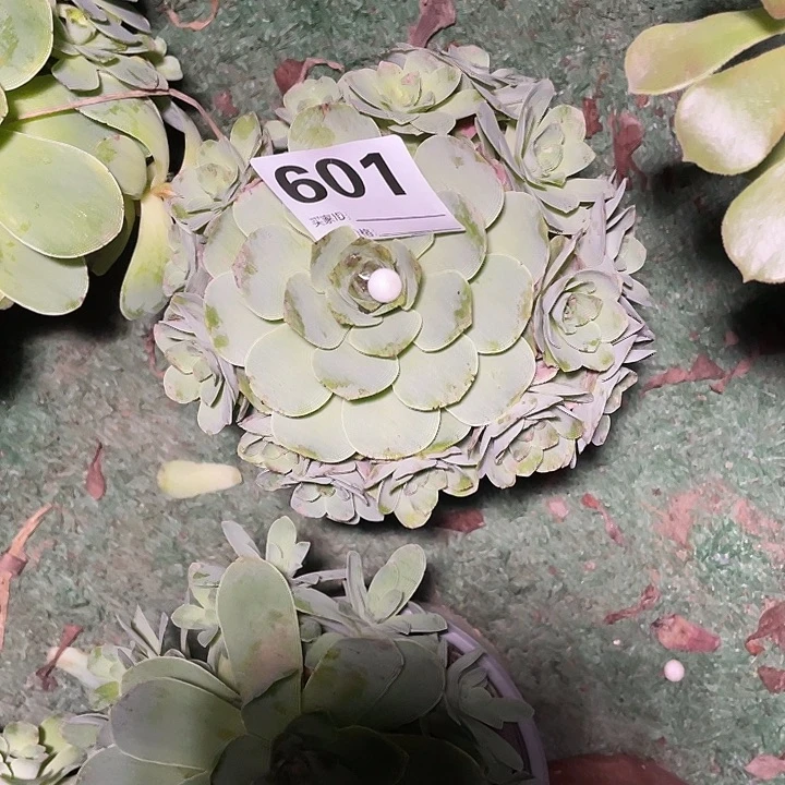 601玫瑰法师2-8五颗