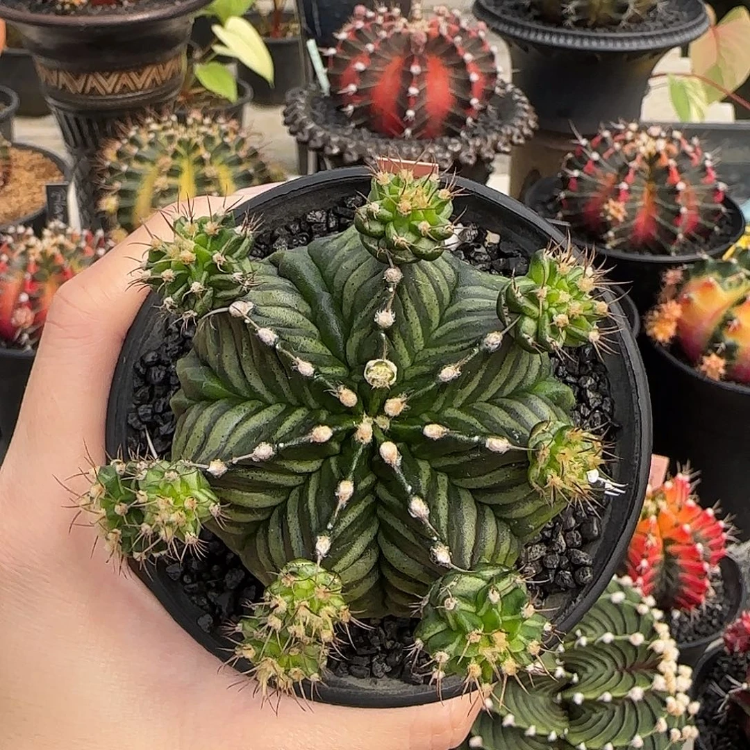 泰国米哈鱼骨大N120-0104