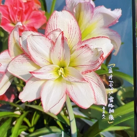 朱顶红F495开花球5-6cm