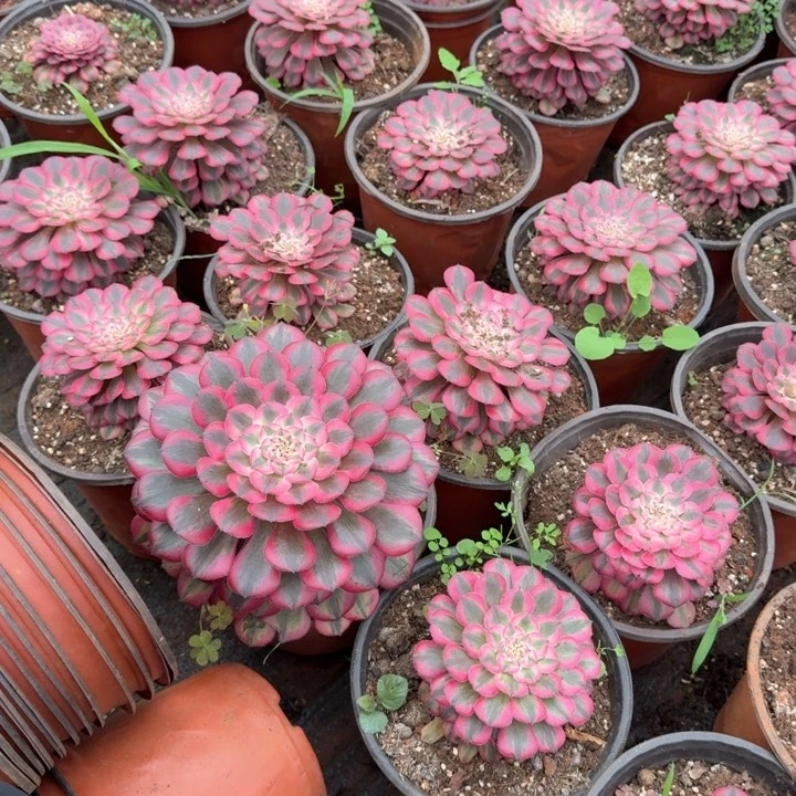 粉体红铜壶啊啊啊啊