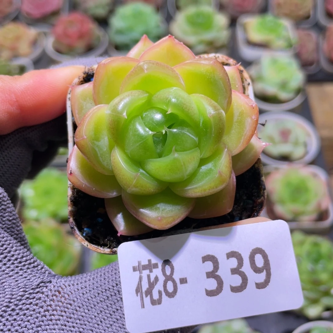 花利美8-339星辰