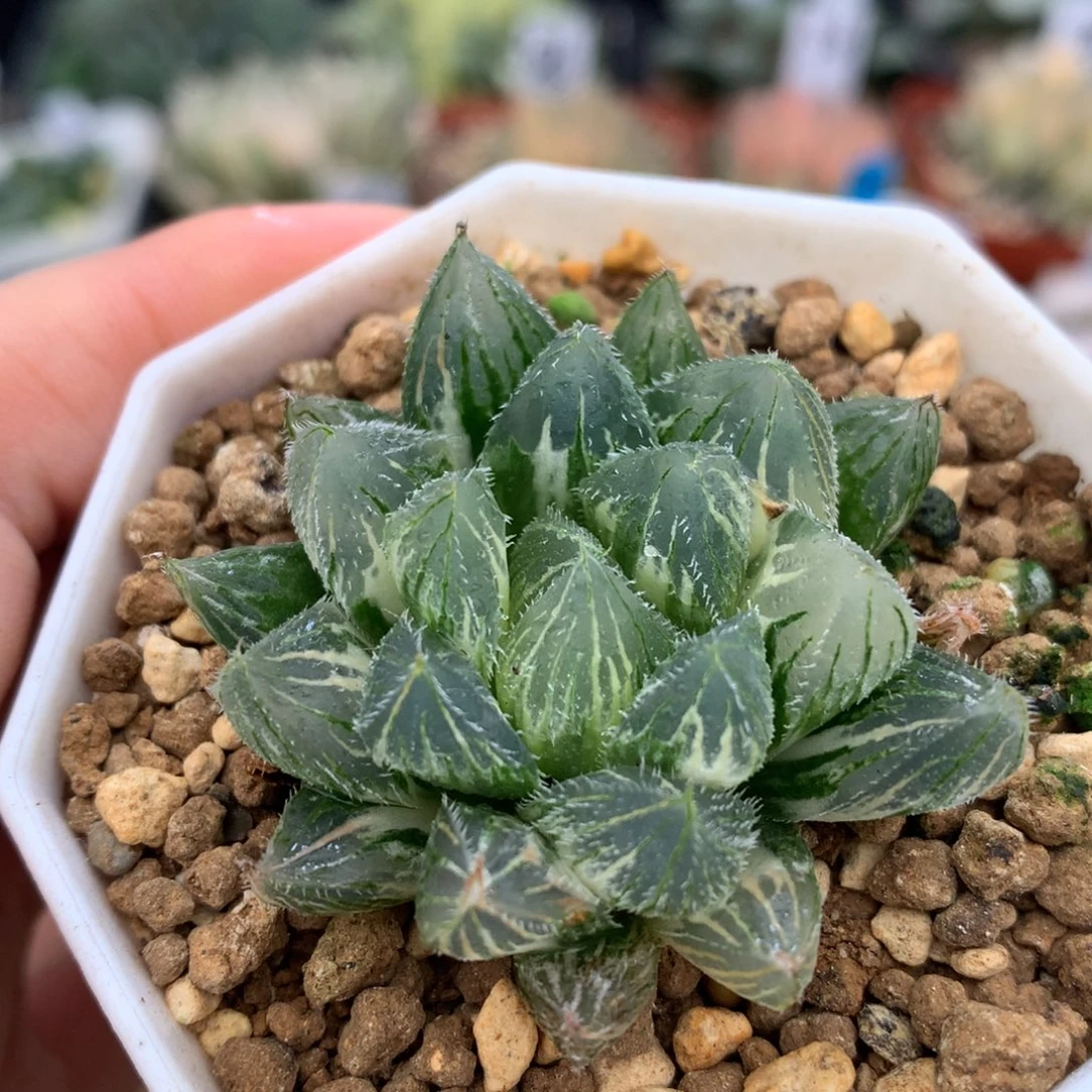 白泽毛玉露锦，带盆