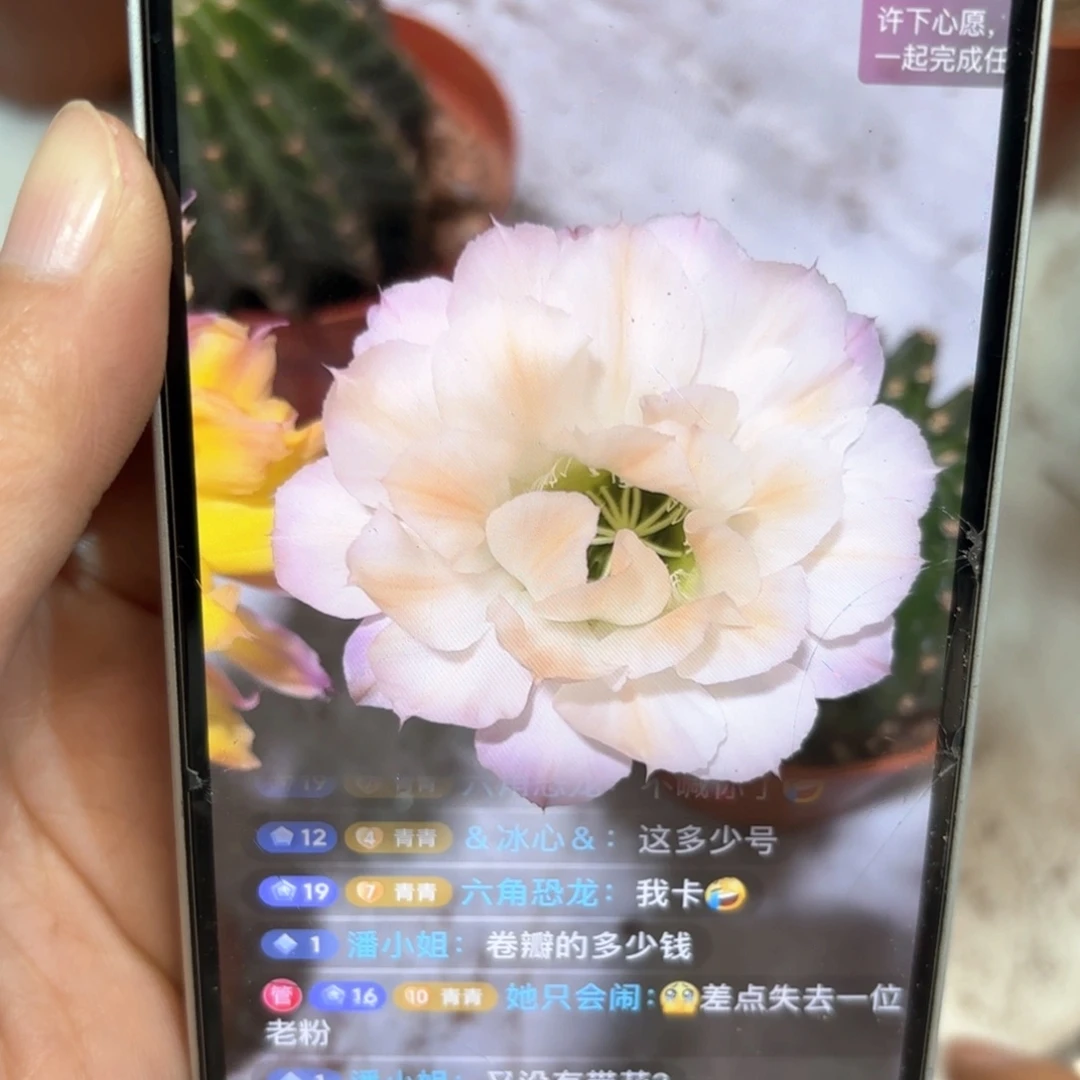 彩草小精灵7公分左右