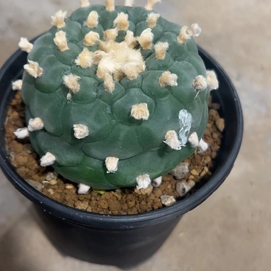 金***宴实生草球4676767888