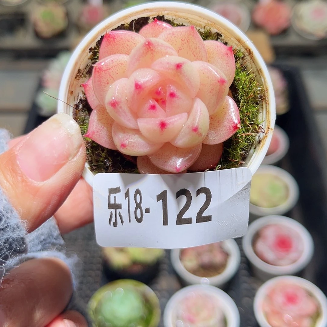 木乐18-122麦秆单头