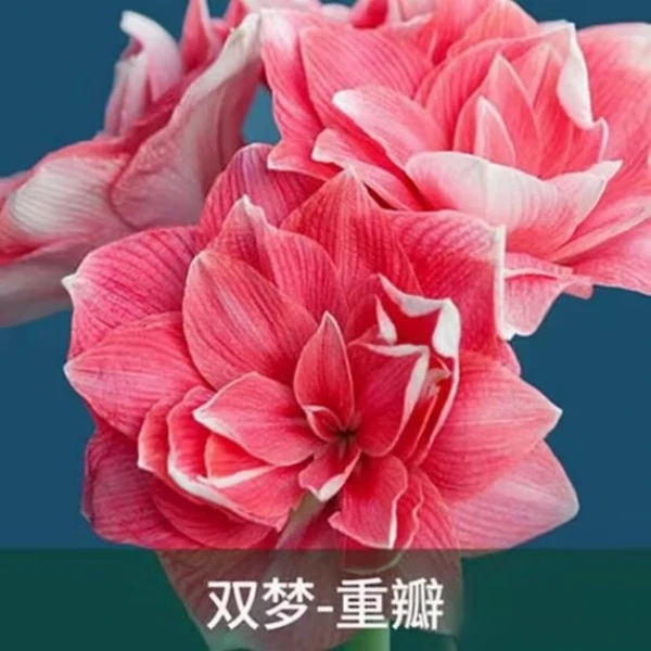 （双梦）朱顶红种球6-8厘米