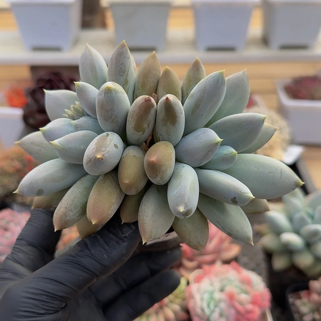 1107-55胖体哥特萝莉