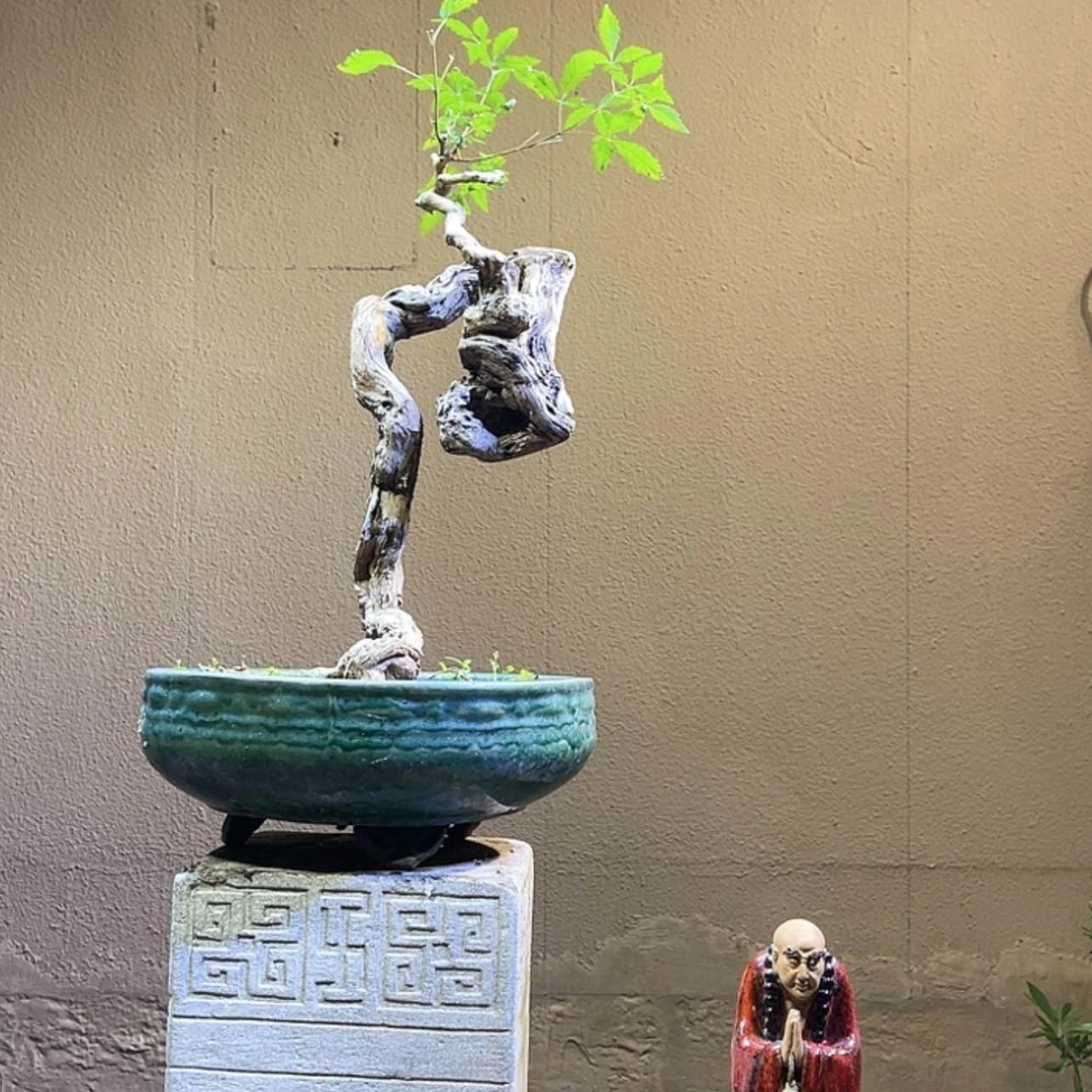 【闪购商品】大量花朵（建议范围：8朵-15朵 或40%以上）正**光