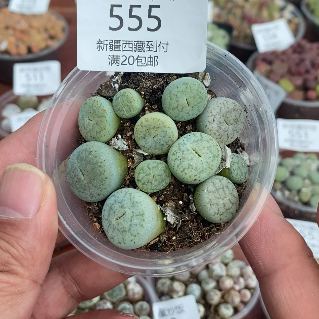 多肉蛋炒饭感谢您相伴555