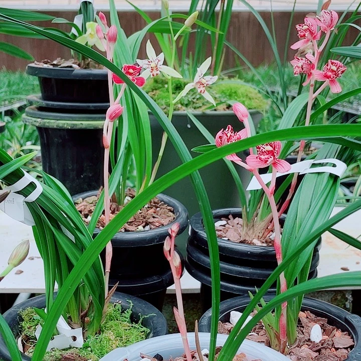 特***城无花朵一物一拍漂亮开花