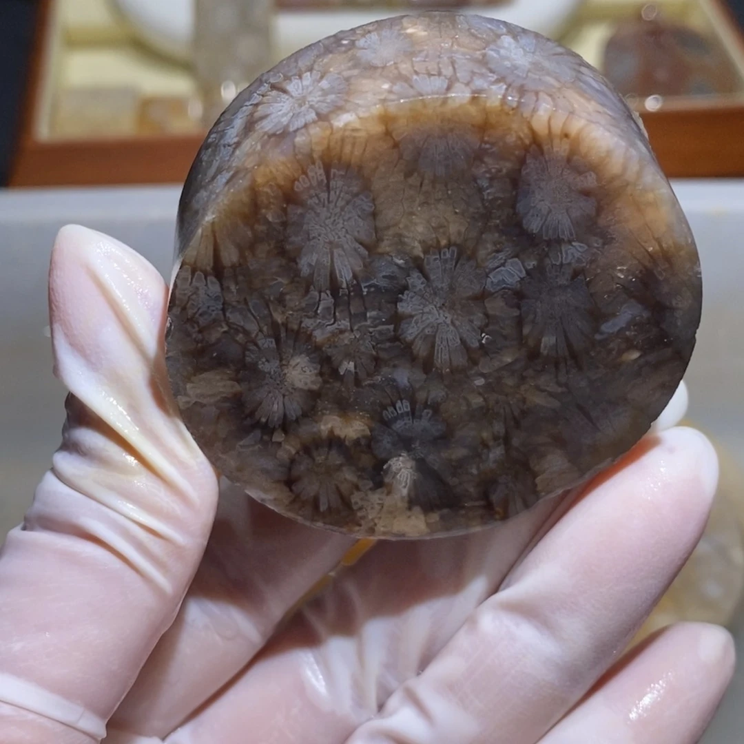 【闪购商品】未镶嵌珊瑚玉硅化玉