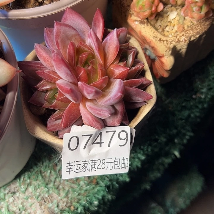幸运的是我还没到幸运